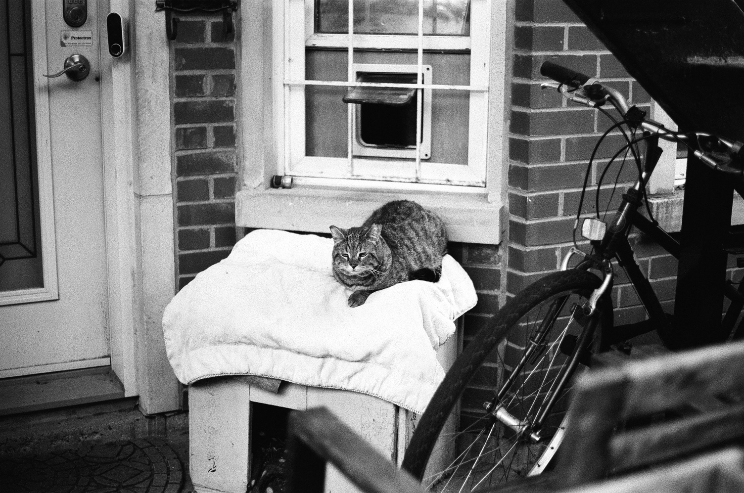 a cat looking sleepy
lying on a little bench
with a blanket over it
on someone's porch.
behind it is a window
with a cat flap
and to the right is a bicycle.