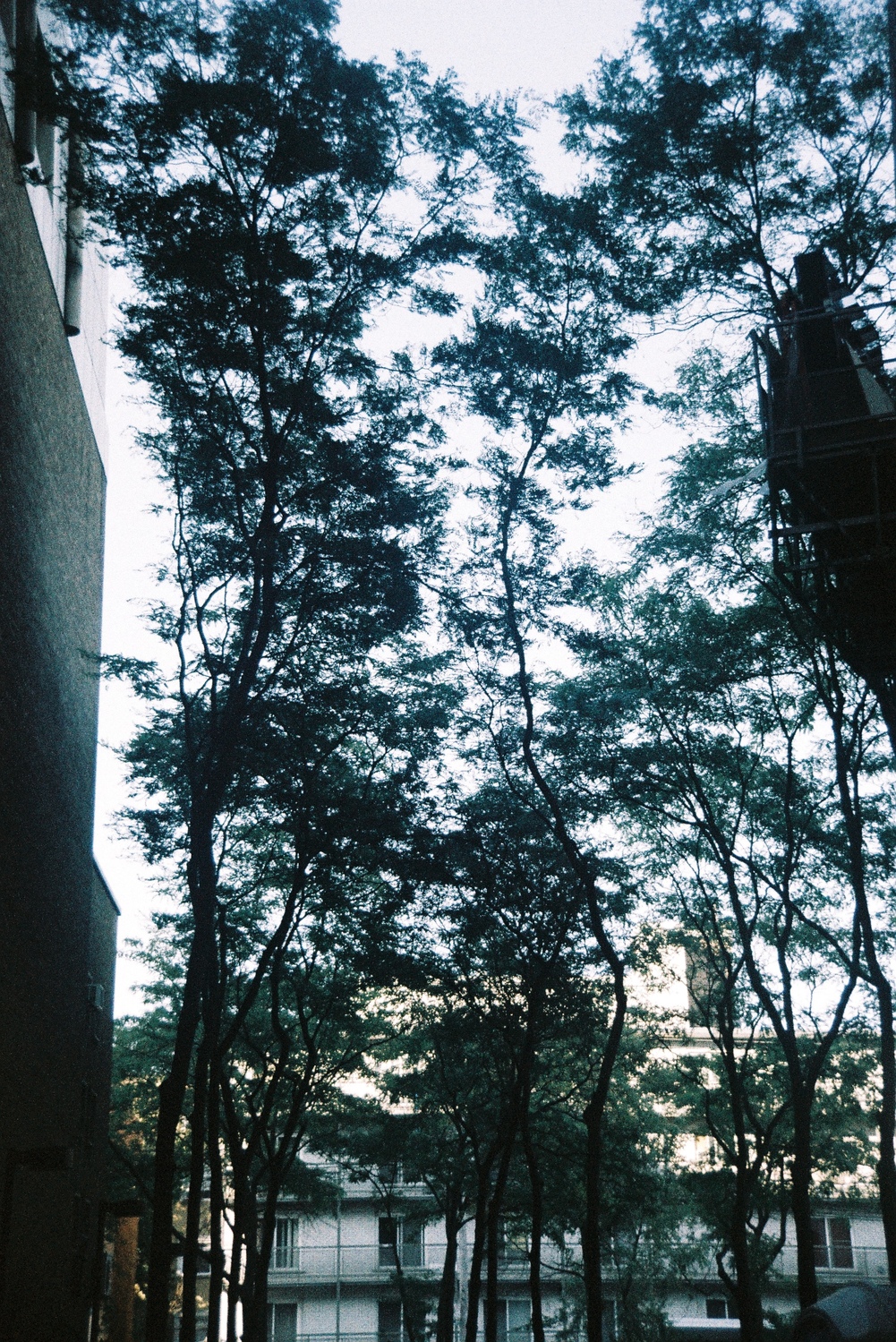 some really tall, thin trees
with branches only really high up.
their dark green leaves are against a bright sky.