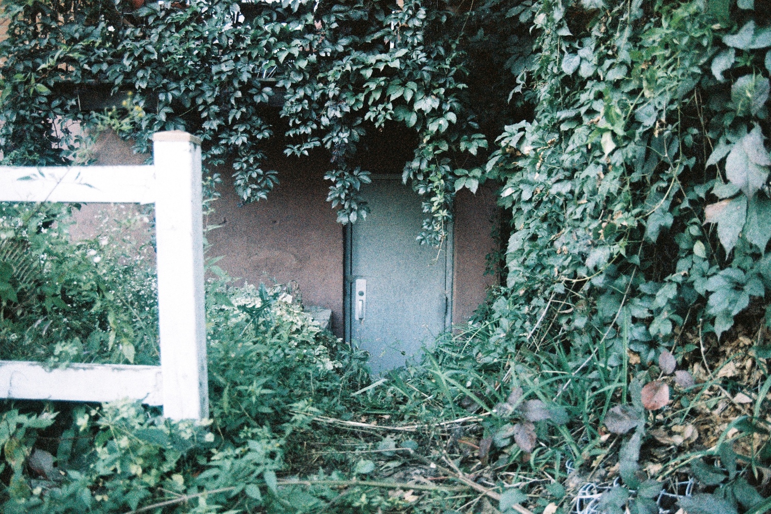 a grey utility door on the back of a building
below ground level,
surrounded by vegetation on all sides,
and a little white wooden fence
to the left.