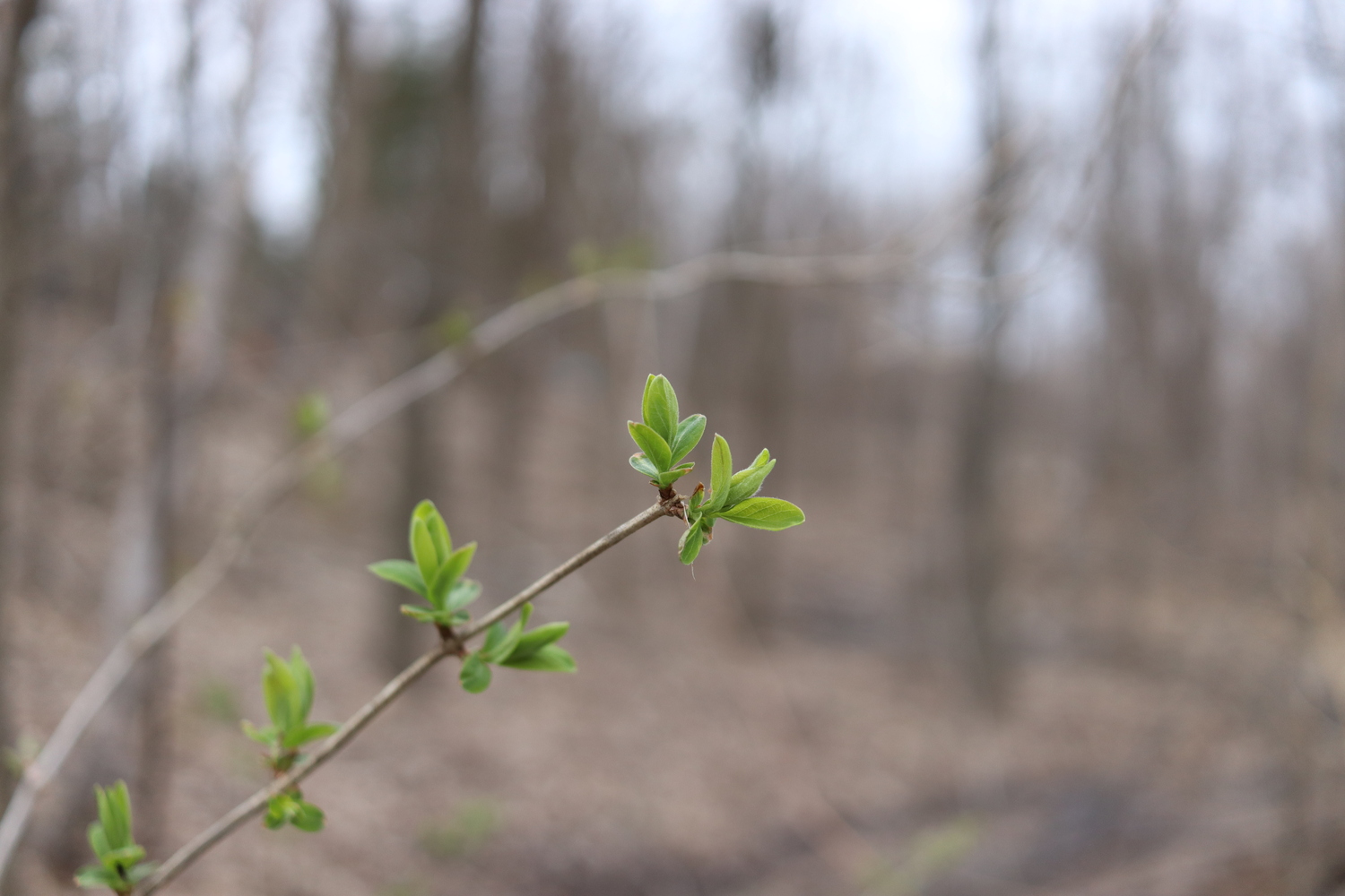 two green buds on the end of a thin branch
on a blurry brown backdrop.
the branch enters the frame
from the bottom left corner,
and there are three other pairs of buds
along it,
out of focus.
there is a hint of another bebudded branch
in the background,
but there is otherwise very little green.