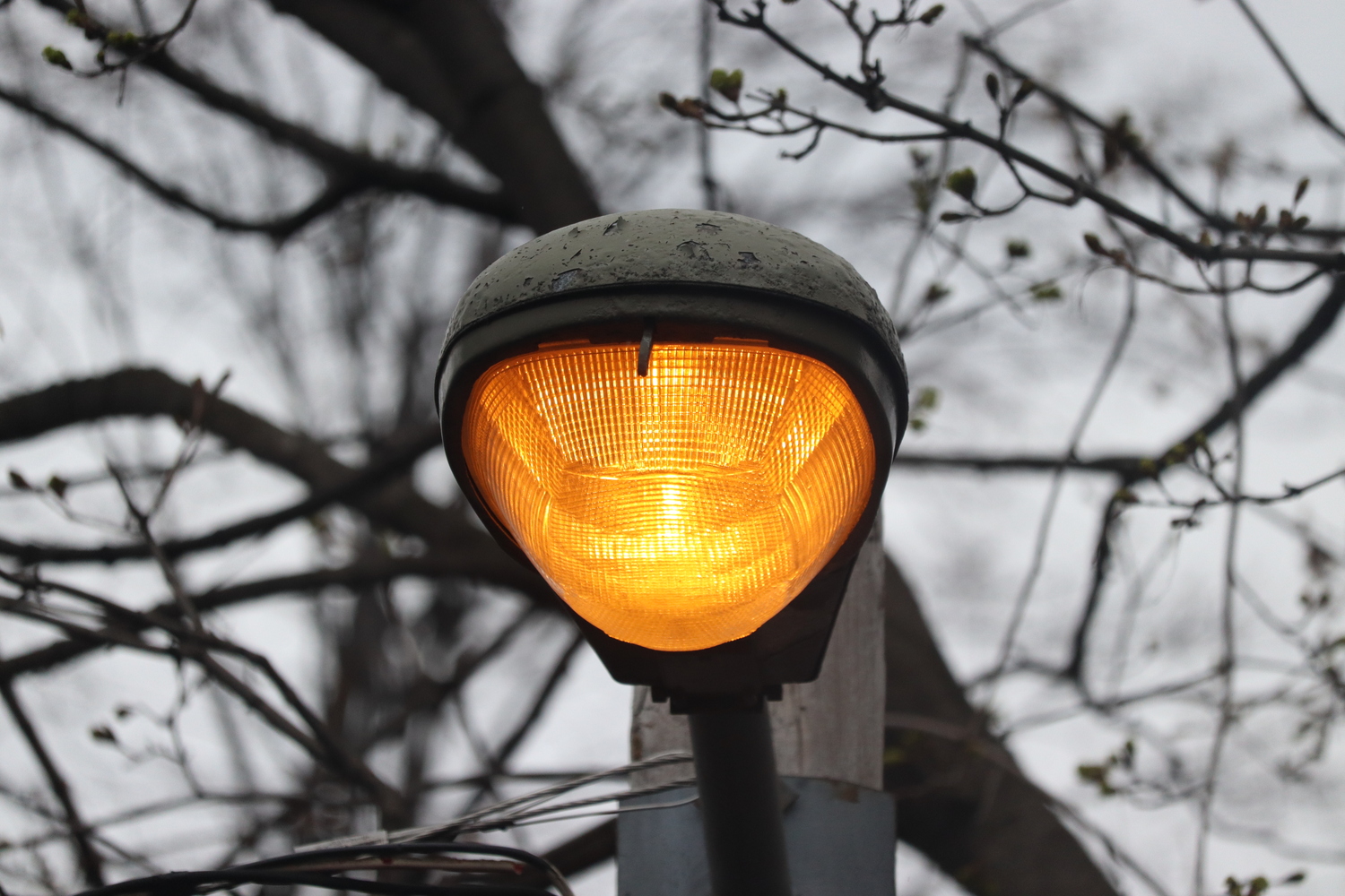 a glowing amber street lamp
affixed to a telephone pole.
across its round top
there is peeling grey-brown paint.
the lamp is surrounded
by out of focus bare tree branches.