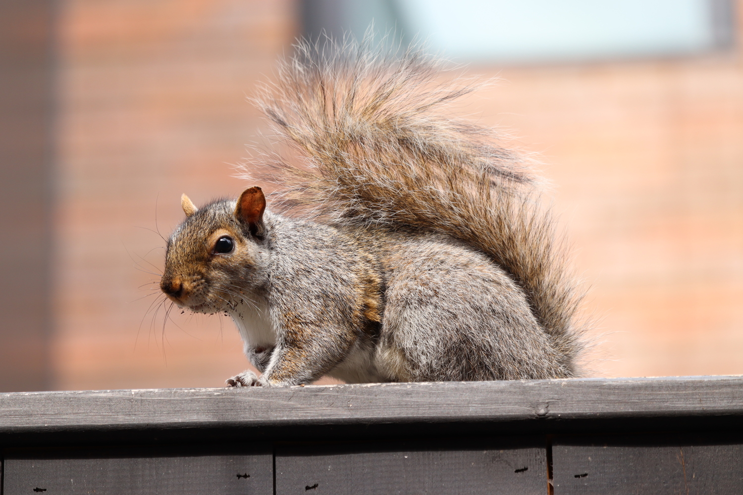 close up of a squirrel atop a dark wood fence.
its tail is curled on its back
and it's facing left but looking at the camera.
there are crumbs of dirt
around its mouth and whiskers.
you can see the little claws
of its front paw in the foreground,
while the other paw is curled to its chest.