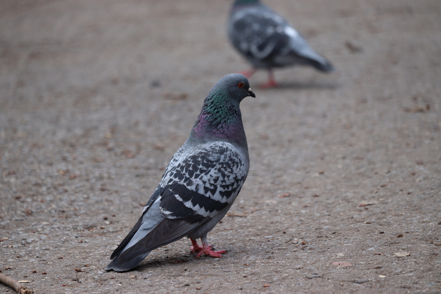 a pigeon standing upright on some concrete.
it's a usual grey city pigeon,
with a mix of light and dark feathers
on its wings,
purple and green areas up its neck,
and red feet.
in the blurred background
another pigeon is strutting past.