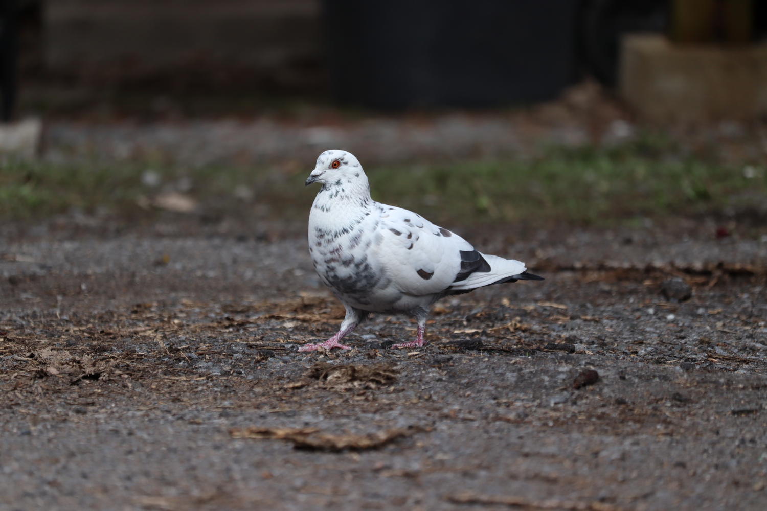 a white pigeon walking in a paved alley.
its visible eye is a beautiful dark orange,
slightly lighter around its pupil.
its mostly white plumage
is dotted here and there by darker feathers,
and its tail feathers in particular are dark.
there's a hint of small green feathers
around its neck.