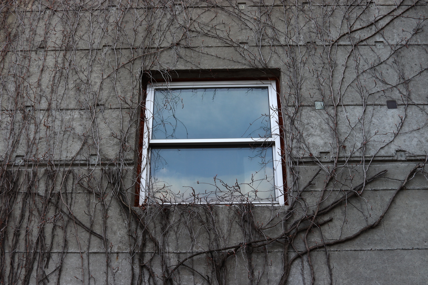 a square window
in the centre of a concrete wall
covered in vines
that haven't started growing leaves again yet.