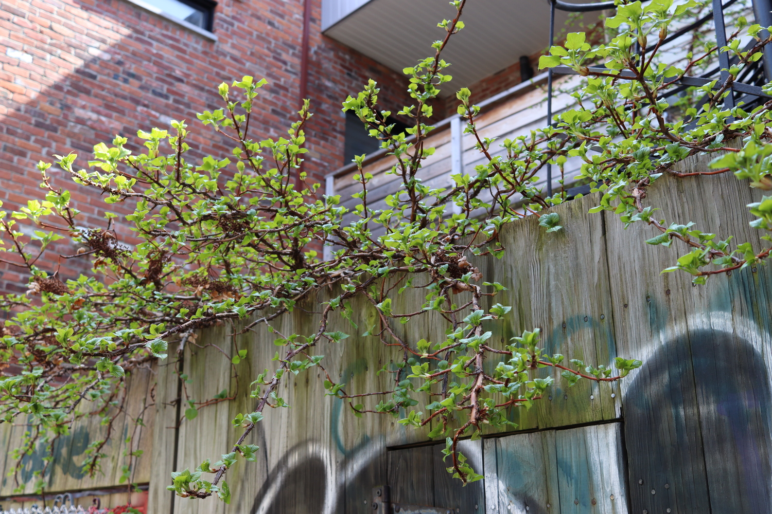 some kind of short tree
spilling over tthe top of an alley wooden fence.
its branches have thorns
and are just started to grow leaves.