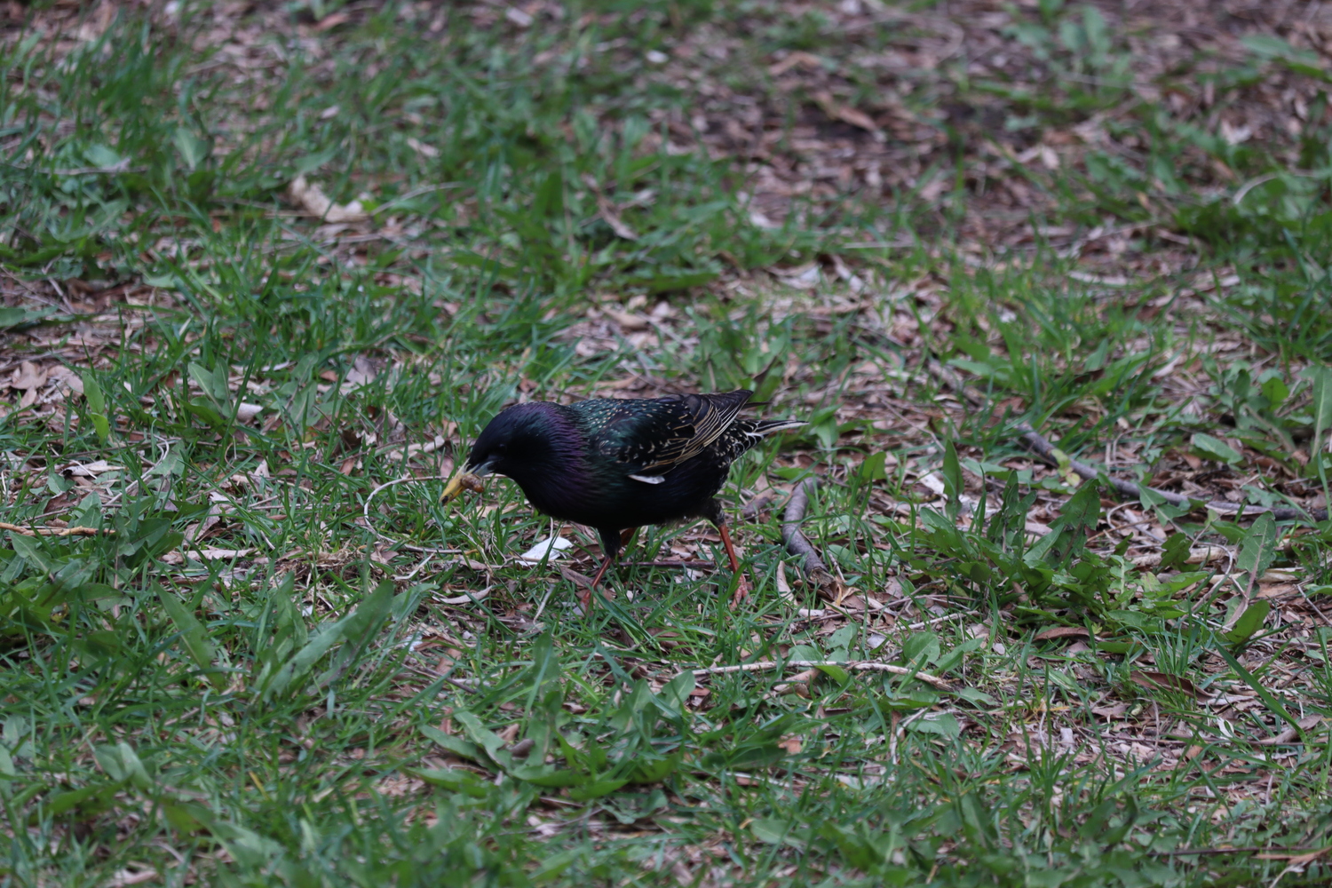 some kind of black bird
in the grass
holding a grub of some kind
in its beak.
it has purple and green
in its feathers similar to a pigeon,
with some white streaks on its wings.