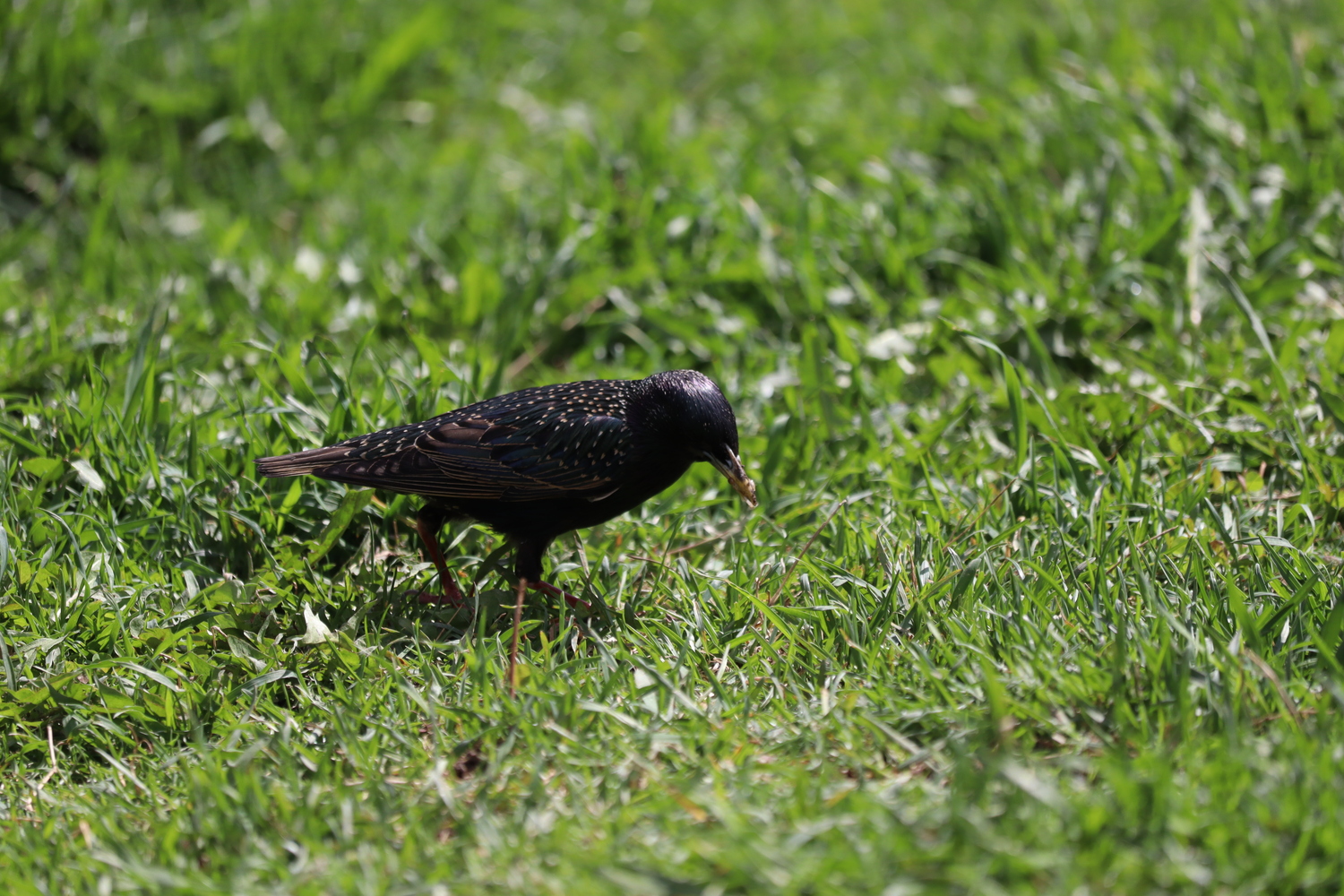 a black bird standing in the grass
with something small in its beak.
its black feathers are spotted with white.