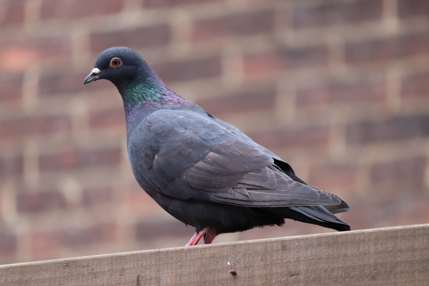 a standard issue city pigeon
viewed from the side,
standing atop a wooden fence
with a blurred brick wall behind it.