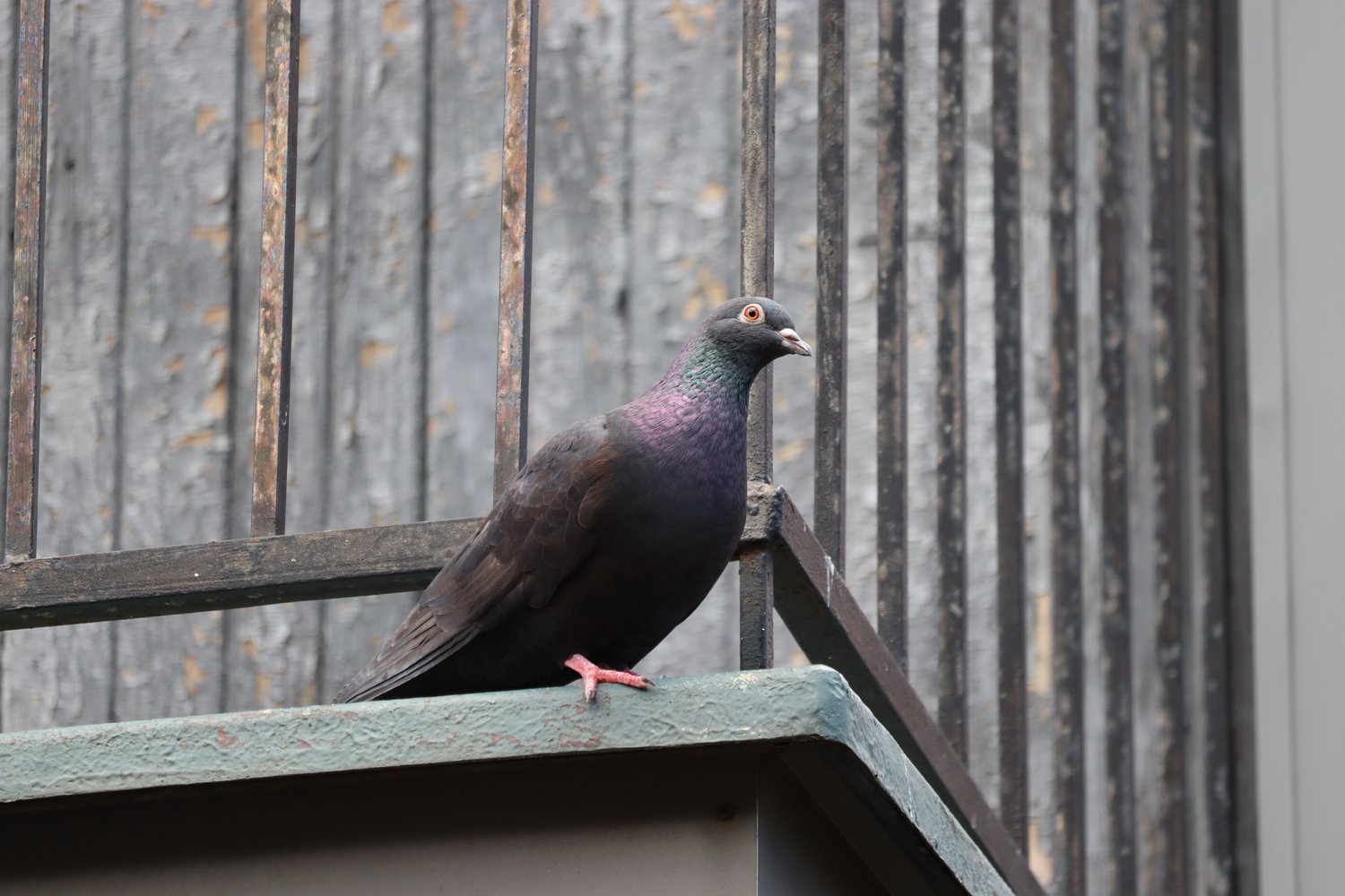 a standard issue city pigeon
standing on the corner of a balcony
with the railing behind it.