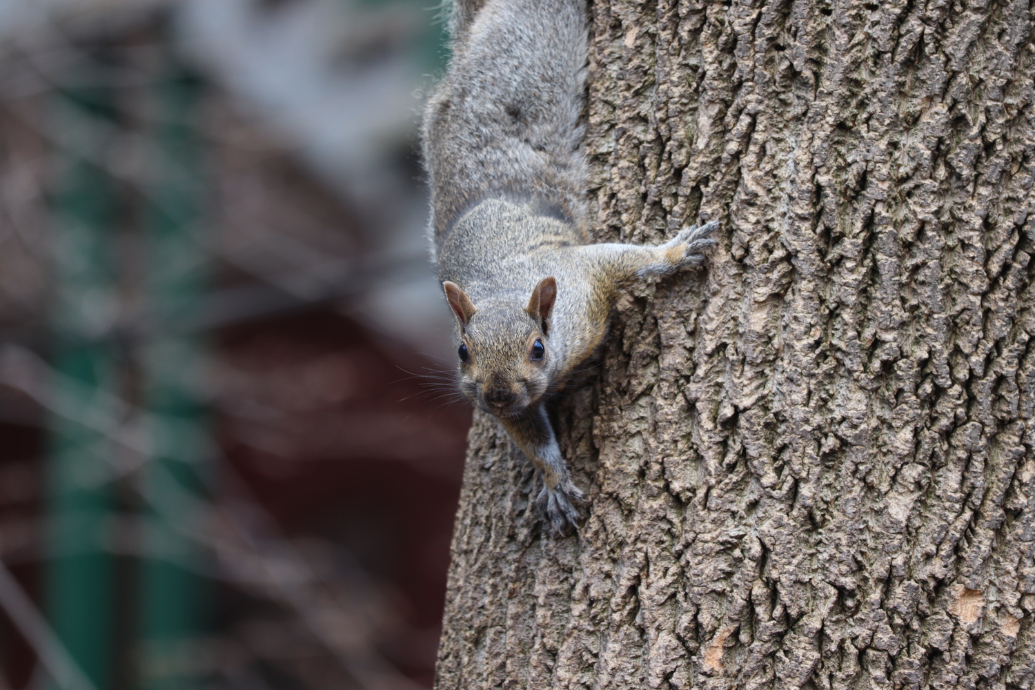 a squirrel on the trunk of a tree,
its body facing down
and its head lifted towards the camera.
ones of its paws is stretched out to the side.