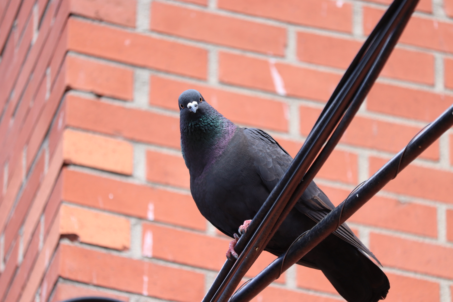 a standard issue city pigeon
on a telephone cable
in front of a brick wall,
looking directly at the camera.