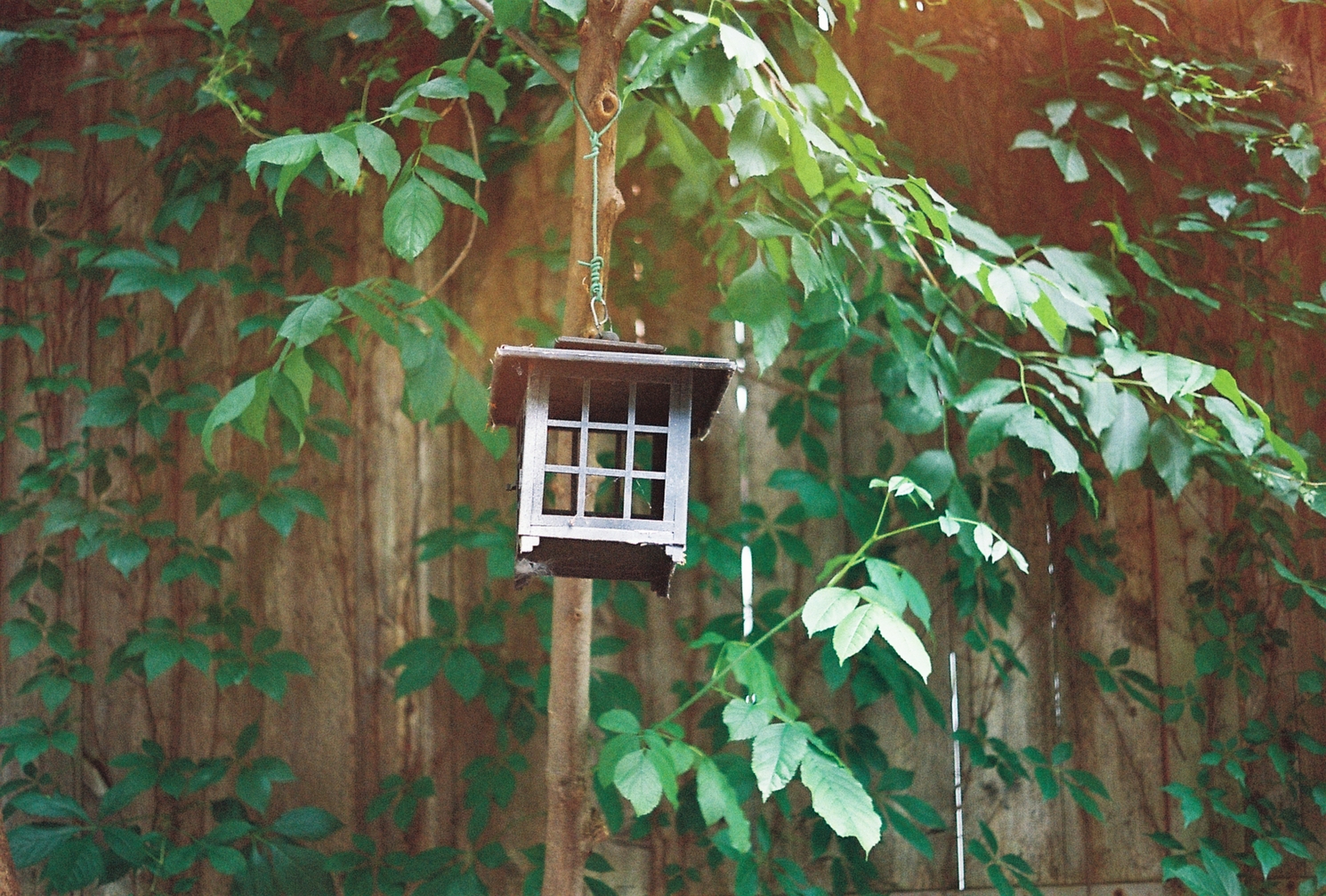 a little wooden house(?) hanging from a tree.
it's something you'd expect to have a lantern inside,
I think.
3 by 3 paned sides and a little overhanging roof.
behind it is a wooden fence
lightly covered in leaves.