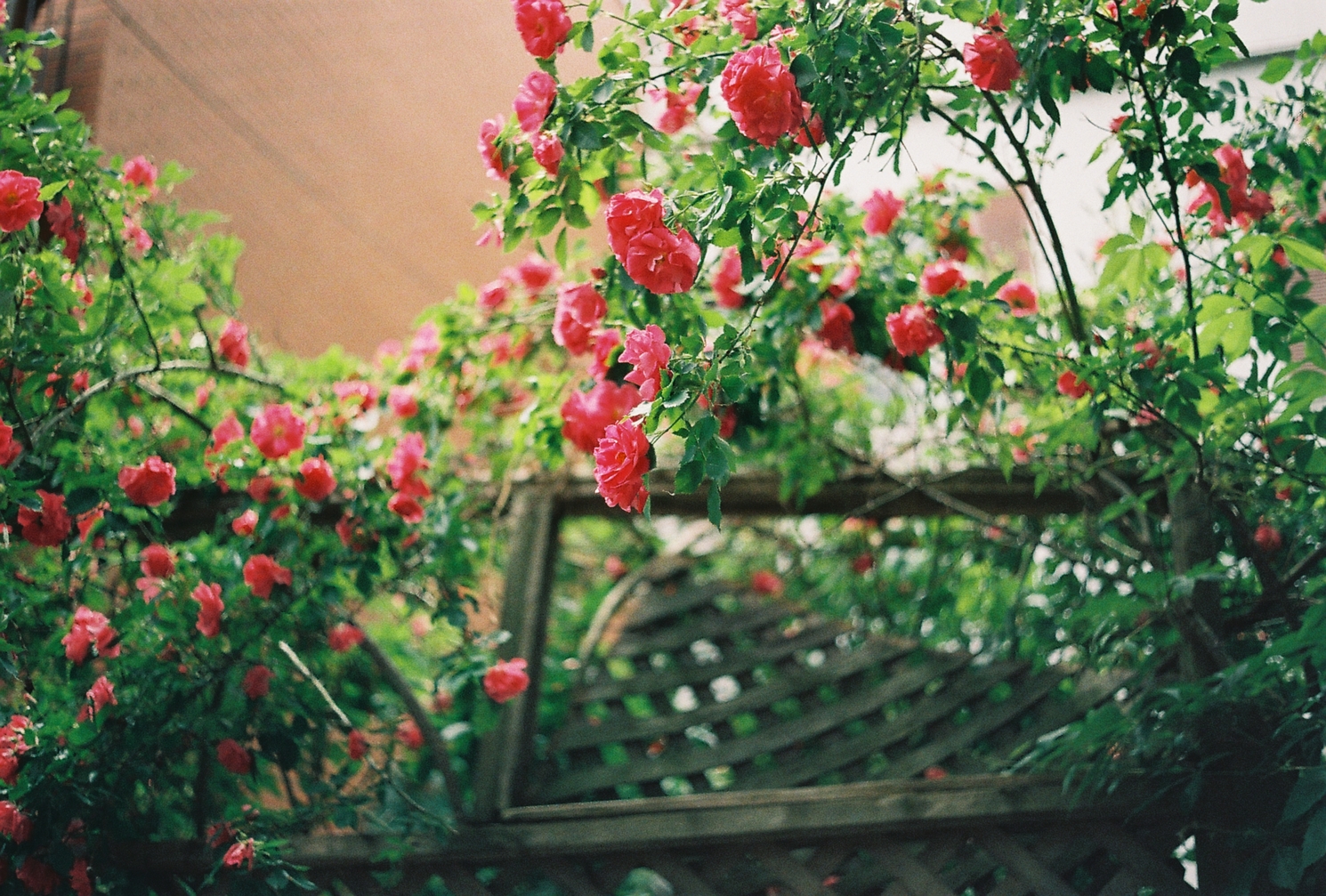 some pretty red-pink flowers
on a tree in an alley
growing over a wooden fence.
one branch is in focus in the foreground,
the rest are pleasantly blurred
with a little bit of swirl.