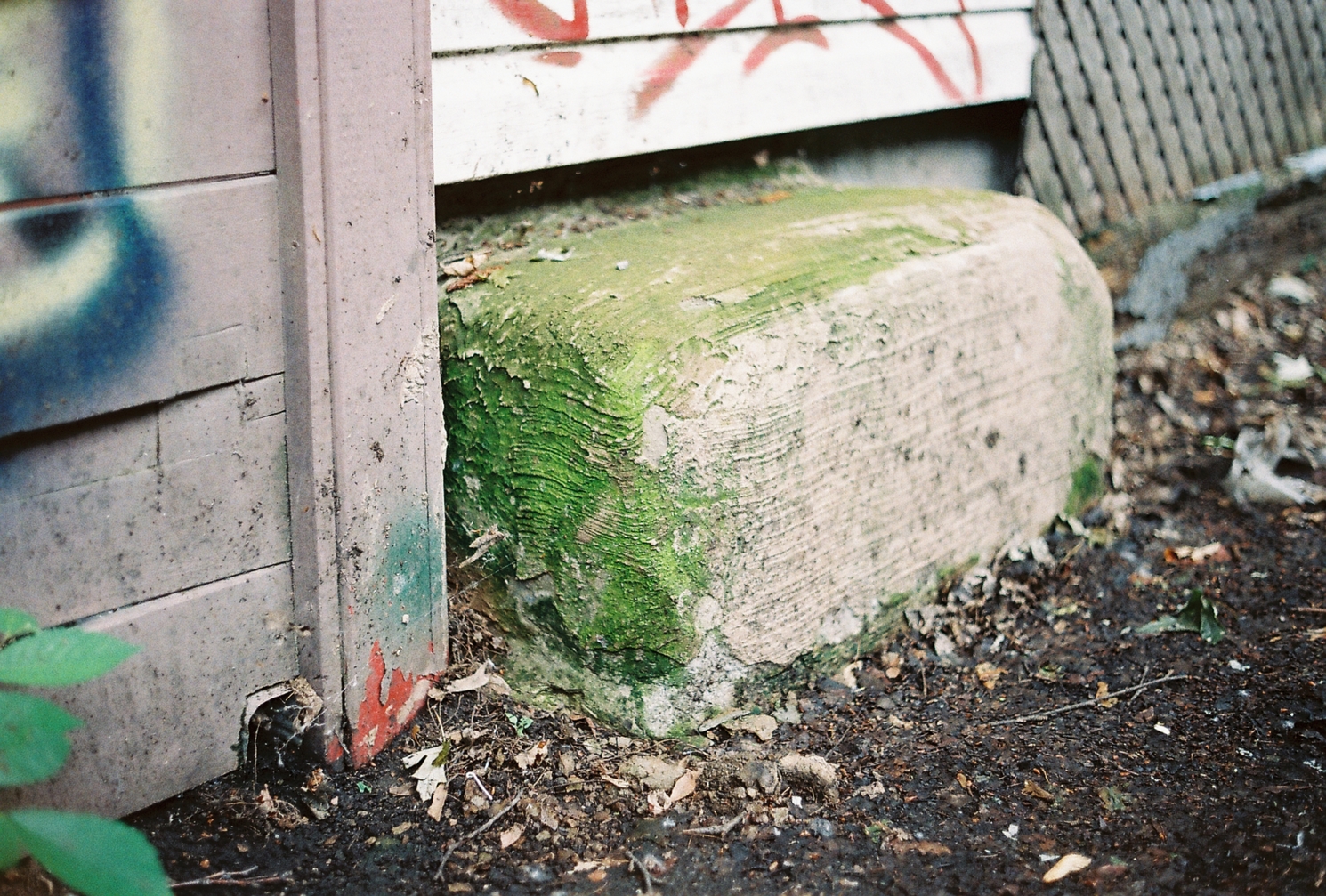 a concrete step out a back door into an alley.
the top and near side of the step
are covered in some kind of green.
I don't know if that's a moss
or something else.