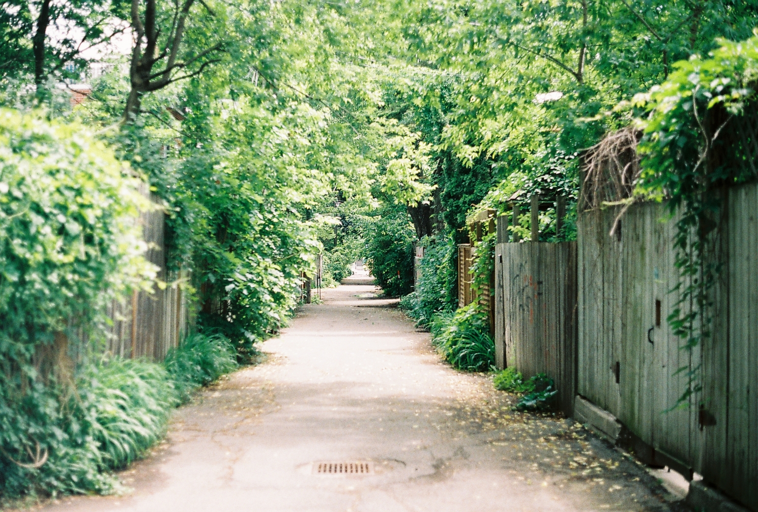 a view down an alley
with wooden fences along both sides
and lots of greenery spilling over them,
out of their bases,
and hanging from above.