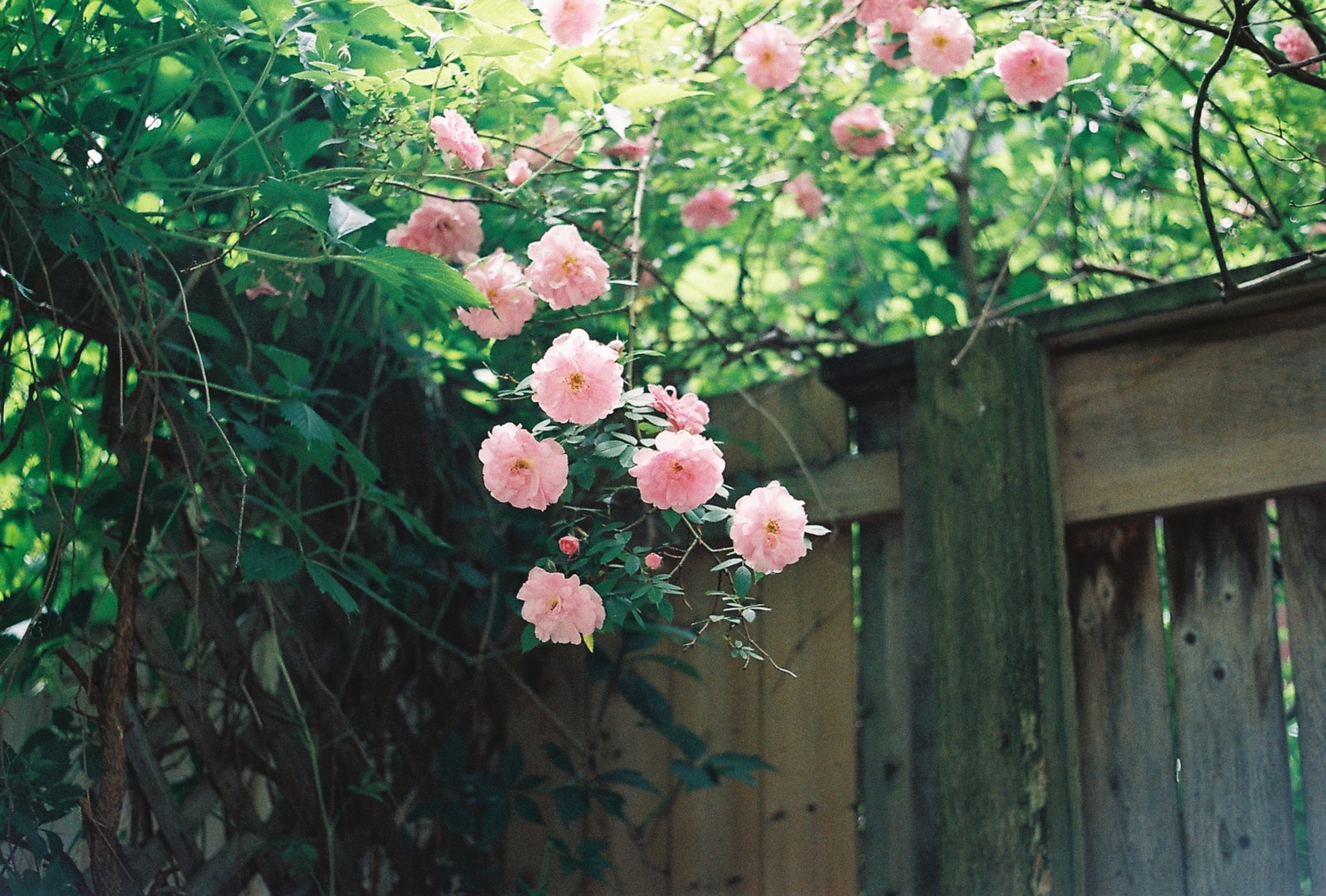 some puffy pink flowers hanging from a tree
amid wooden fences covered in vines.