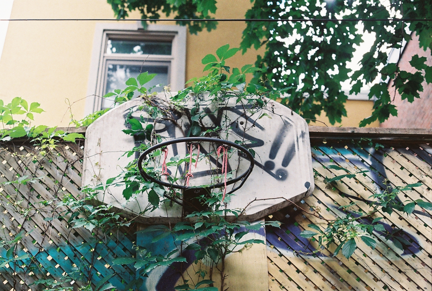 another familiar sight:
an old basketball hoop
mounted against a wooden fence
in an alley,
vines growing over the backboard
and scraps of netting
hanging from the rim.