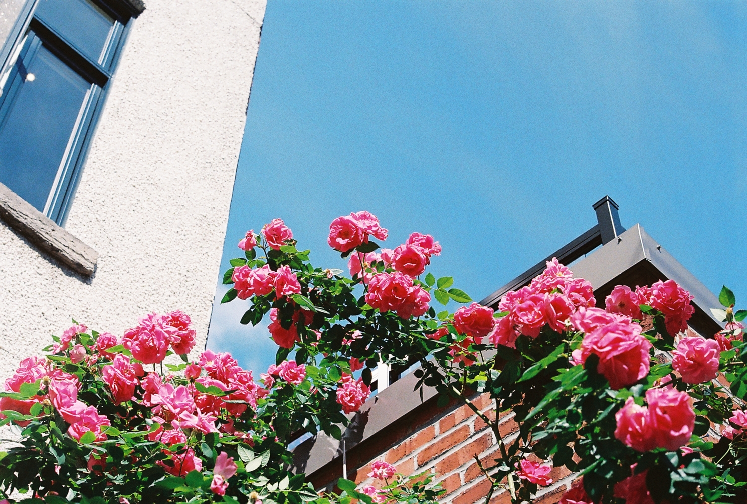 pink flowers
on a tree with green leaves
against a bright blue sky.
the contrast in colours
between the pink, green and blue
really pops.
this is my favourite shot
on the roll.