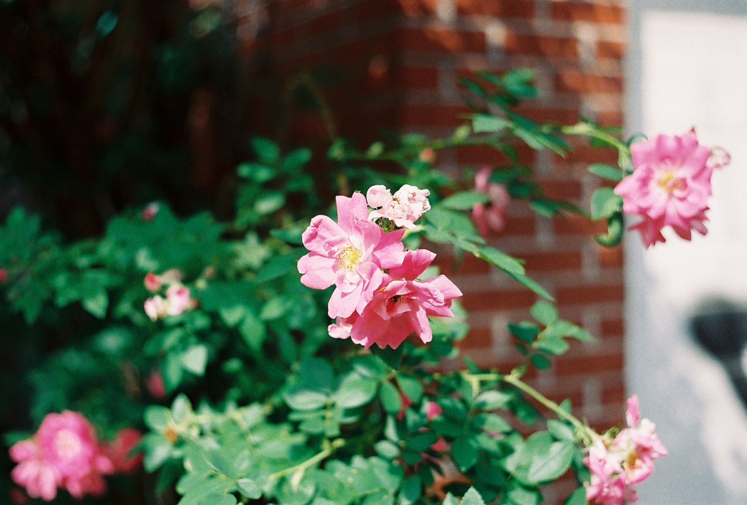 a pink flower
with a yellow centre
and a couple of its friends
on a pleasantly blurred
background of the green bush
its growing from
and a bit of a brick wall.