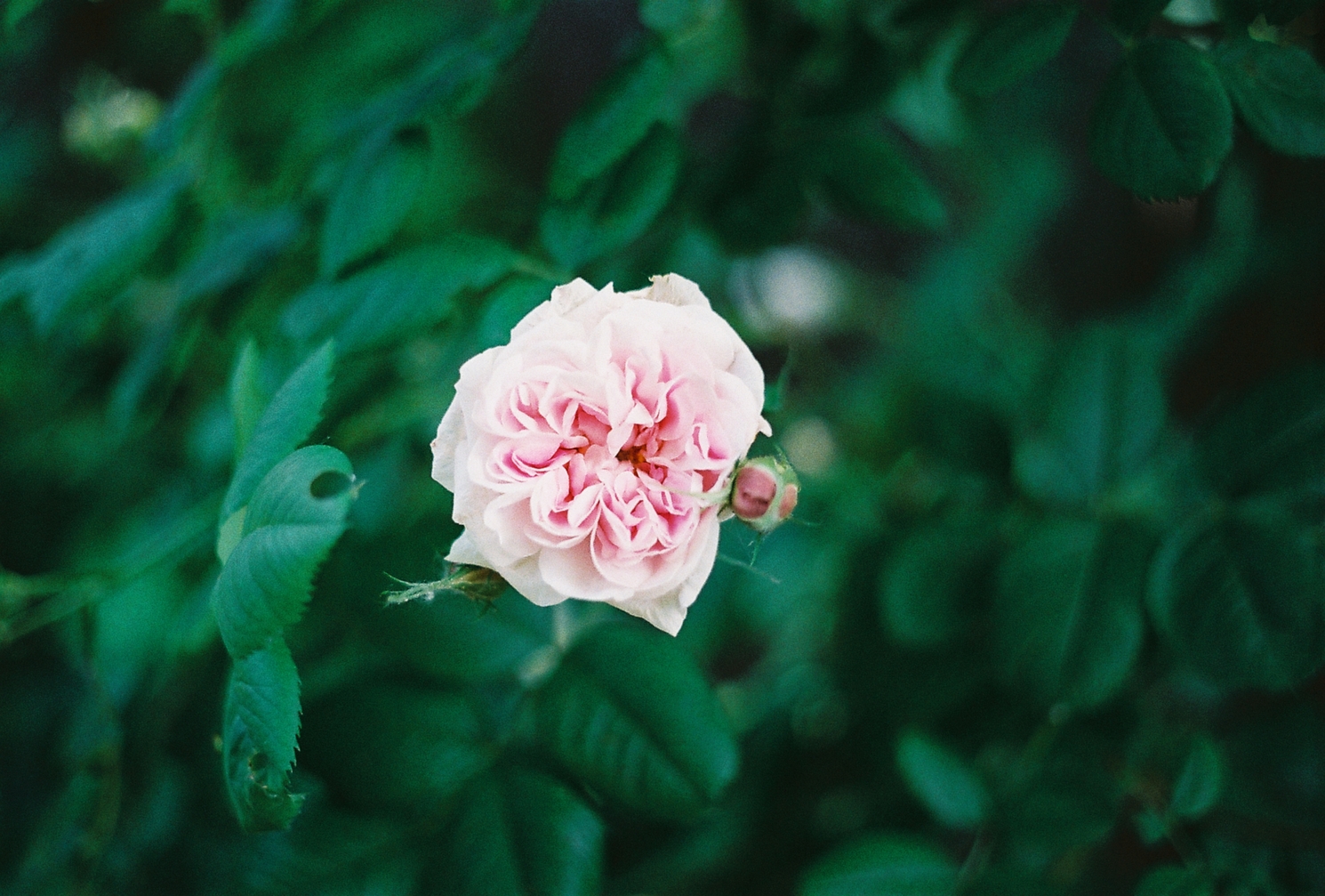 a plump light pink flower
with really dense petal arrangement
on a blurred background
of dark green leaves.