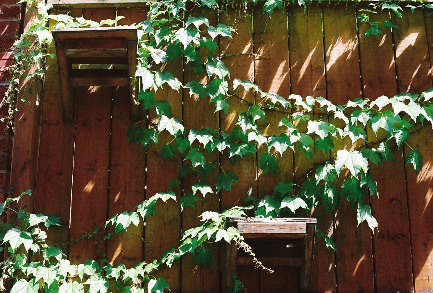 a wooden fence
with vines growing across it
and two steps fixed to the side of it.
for cats to jump up, I suppose.